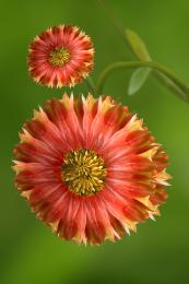 Rare Red Sunflowers